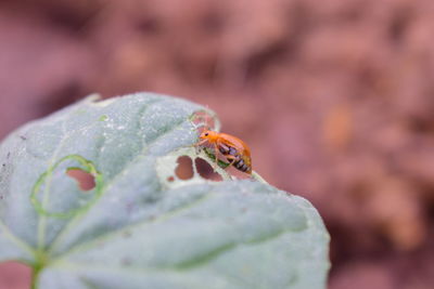 Close-up of insect on flower