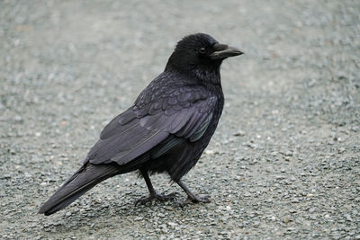 Close-up of bird perching on ground