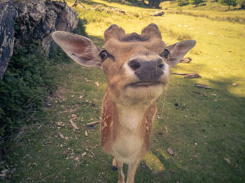 Portrait of deer standing on field