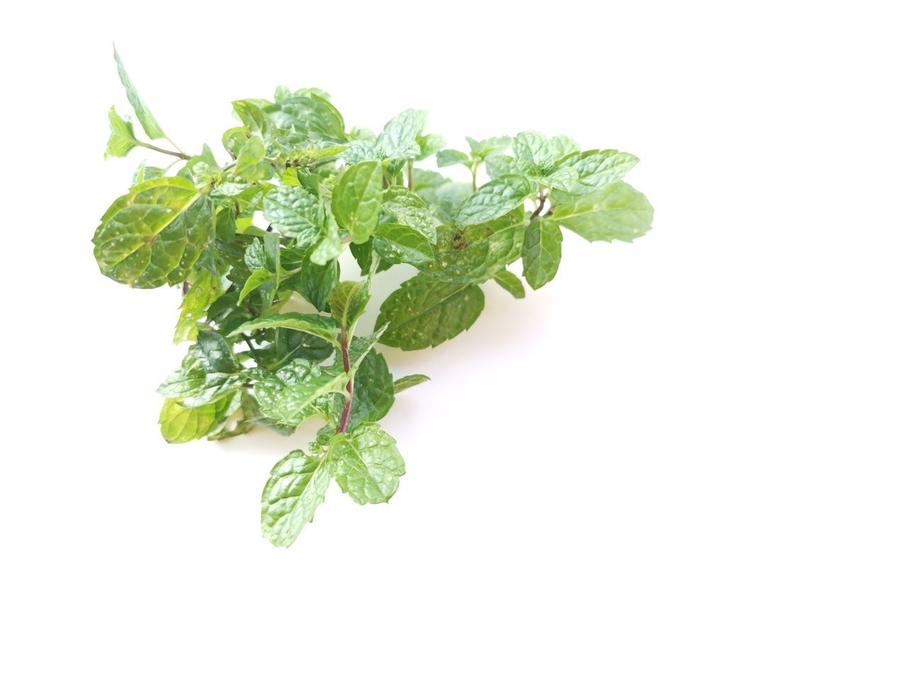 food and drink, food, leaf, plant part, freshness, herb, green, studio shot, wellbeing, white background, healthy eating, plant, fines herbes, cut out, indoors, produce, no people, vegetable, nature, parsley, ingredient, mint leaf - culinary, copy space, herbal medicine, close-up, medicine, organic