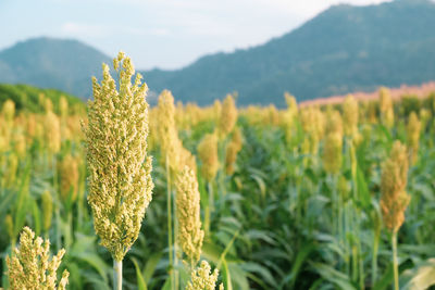 Close-up of crops growing on field