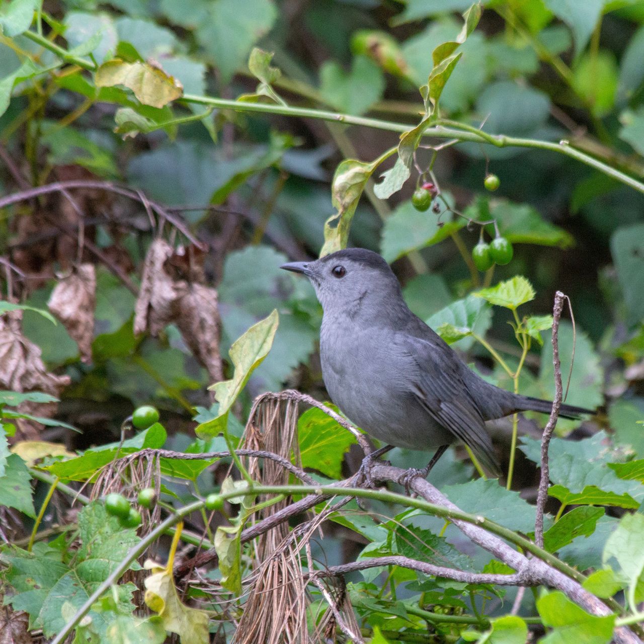 animal themes, animal, vertebrate, animal wildlife, bird, one animal, animals in the wild, plant, perching, plant part, leaf, nature, day, no people, branch, green color, tree, focus on foreground, outdoors, growth