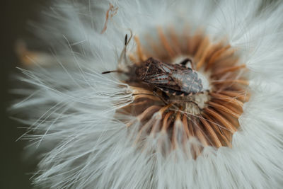 Close-up of insect on white flower