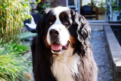 Portrait of dog looking away