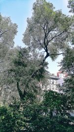 Trees against sky