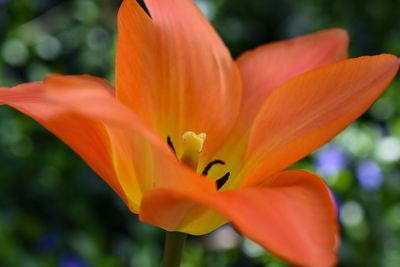 Close-up of orange flower