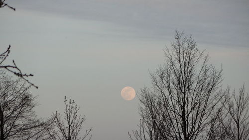 Low angle view of bare tree against sky