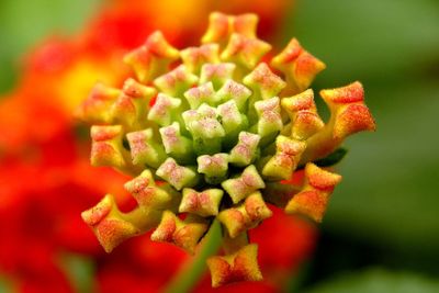 Close-up of red flower