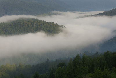 Scenic view of forest