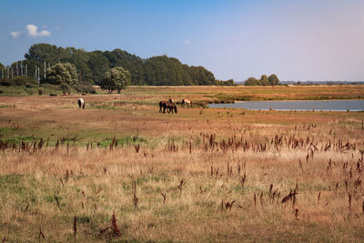 View of sheep on landscape