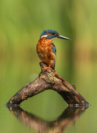 Close-up of bird perching on branch