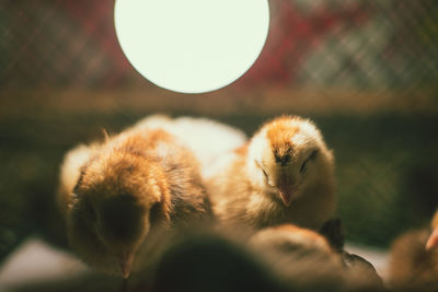 Close-up of chicks