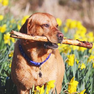 Close-up of a dog looking away