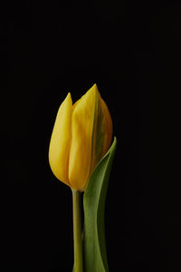 Close-up of yellow rose against black background