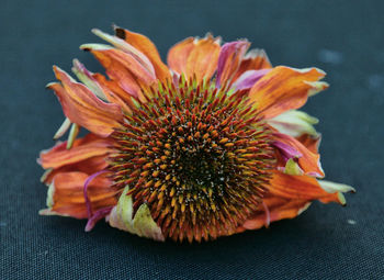 Close-up of wilted flower