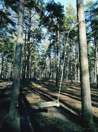 Footpath amidst trees in forest