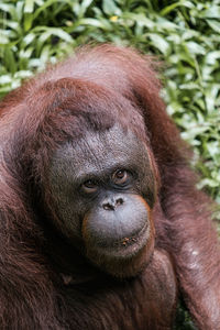 A close up portrait of orang utan with cute face