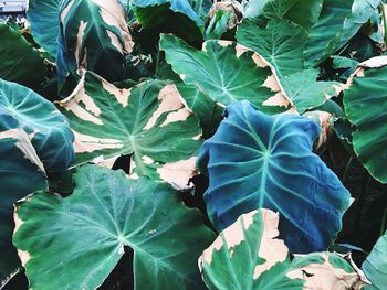 Full frame shot of leaves