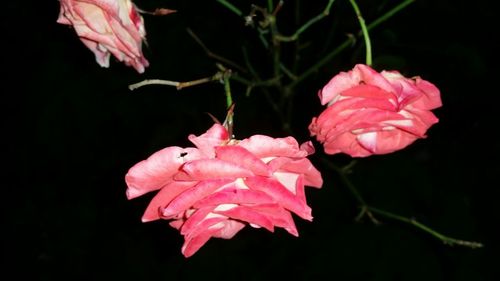 Close-up of pink rose