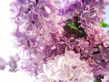 Close-up of insect on pink flower