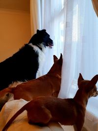 Dog relaxing at home