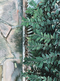 High angle view of succulent plant on field