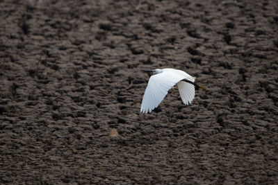 High angle view of seagull flying over land