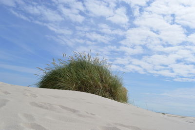 Grass growing on sandy beach against sky