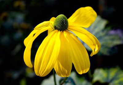 Close-up of yellow flower