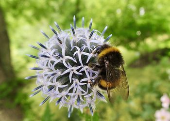 Close-up of bee on flower