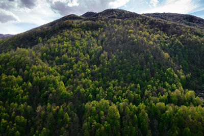 A mountain forest with the green of the new spring leaves