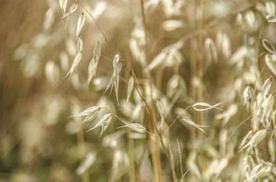 Close-up of wheat growing on field