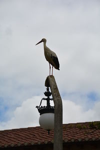 Low angle view of bird perching on lamp post
