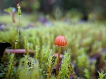 Close-up of mushroom growing on field