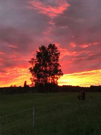 Silhouette tree on field against orange sky