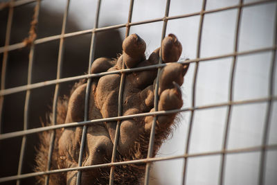 Hand of a monkey touching mesh of its cage in a rescue station