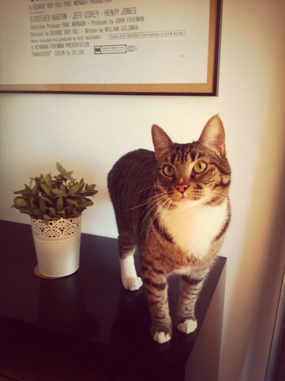 domestic cat, cat, indoors, pets, feline, animal themes, one animal, domestic animals, mammal, whisker, portrait, table, no people, looking at camera, sitting, home interior, window, window sill, close-up, relaxation