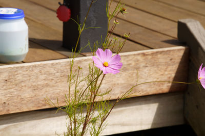 Close-up of pink flower pot