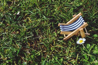 Plants growing on grassy field