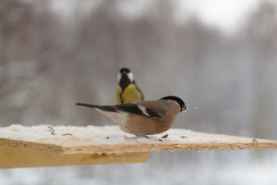 Close-up of bird perching on snow