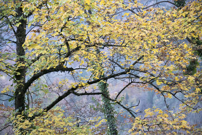 Low angle view of tree against sky