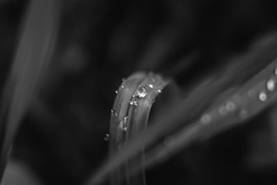 Close-up of raindrops on plant