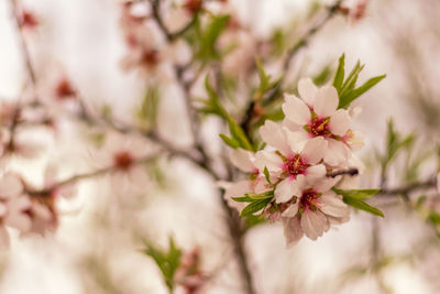 Close-up of pink cherry blossoms