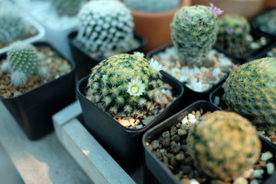 High angle view of succulent plant