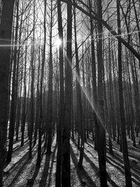 Sunlight streaming through trees in forest