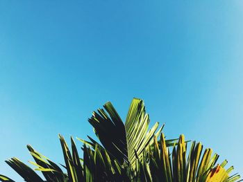 Low angle view of palm tree against clear blue sky