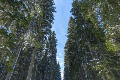 Low angle view of trees in forest against sky