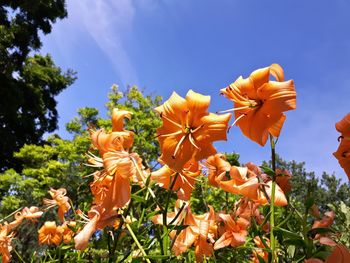 Low angle view of orange flowers against sky