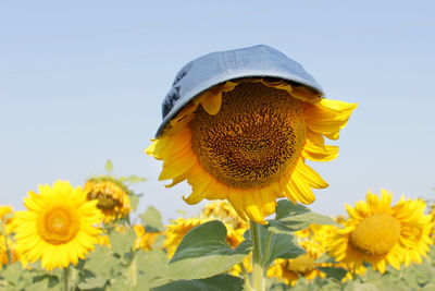 Close-up of sunflower