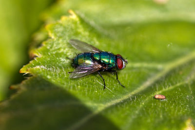 Close-up of fly on leaf